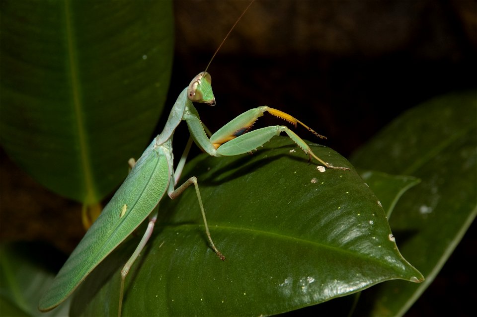 A close up of a sphodromantis baccettii. This photo shows the blue/black spot on the raptoral legs.