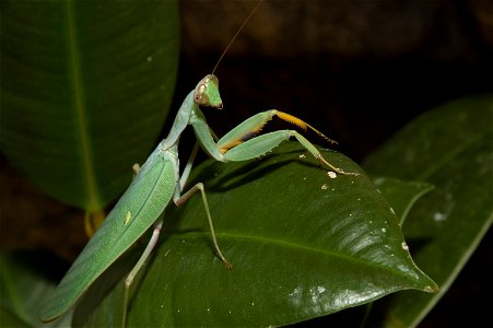A close up of a sphodromantis baccettii. This photo shows the blue/black spot on the raptoral legs. photo