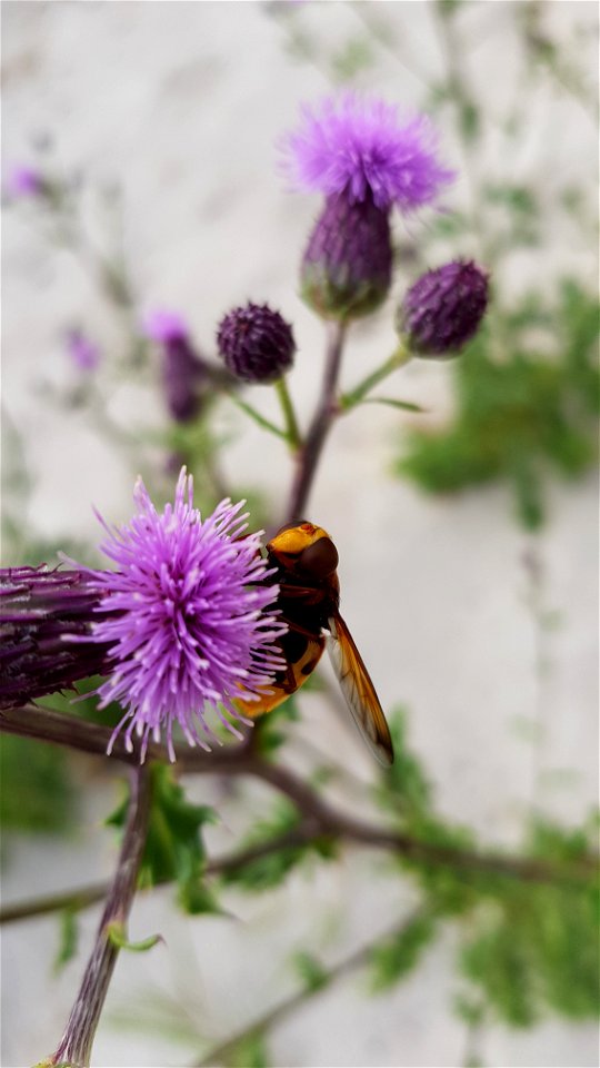 stadsreus - Volucella zonaria photo