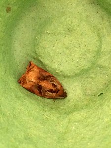 Large Fruit-tree Tortrix (Archips podana)