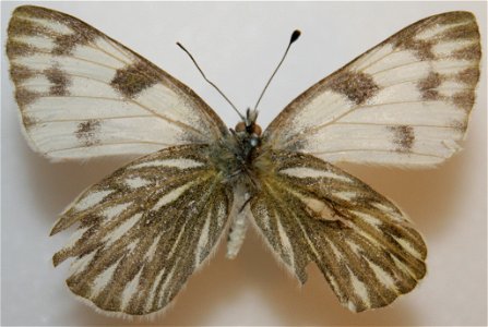 Female Checkered White