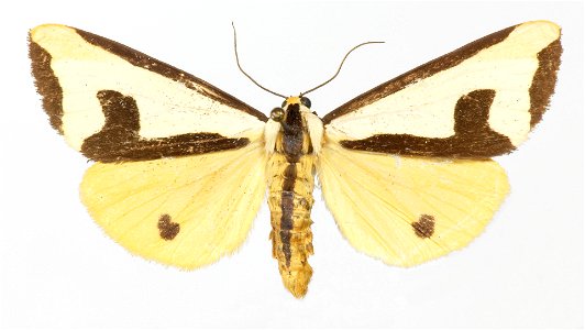 Yale Peabody Museum, Entomology Division Catalog #: YPM ENT 815398 Taxon: Haploa clymene (Brown) Family: Erebidae Taxon Remarks: Animals and Plants: Invertebrates - Insects Collector: Thomas R. Manley photo