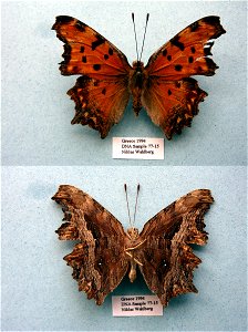 GREECE. Cladistics 2003, BJLS 2005, BMC 2009, Exemplar, <a href="http://nymphalidae.utu.fi/story.php?code=NW77-15" rel="nofollow">see in our database</a> photo