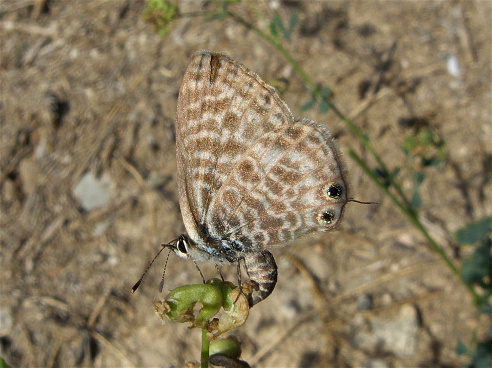 Leptotes pirithous (Lycaenidae). Rivas Vaciamadrid, Madrid, España.