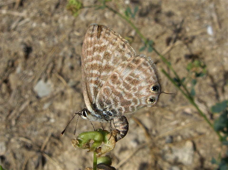 Leptotes pirithous (Lycaenidae). Rivas Vaciamadrid, Madrid, España. photo