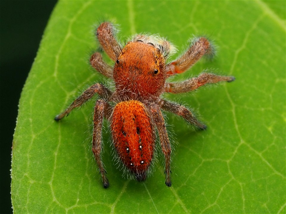 Adult female Phidippus pius jumping spider in Florida