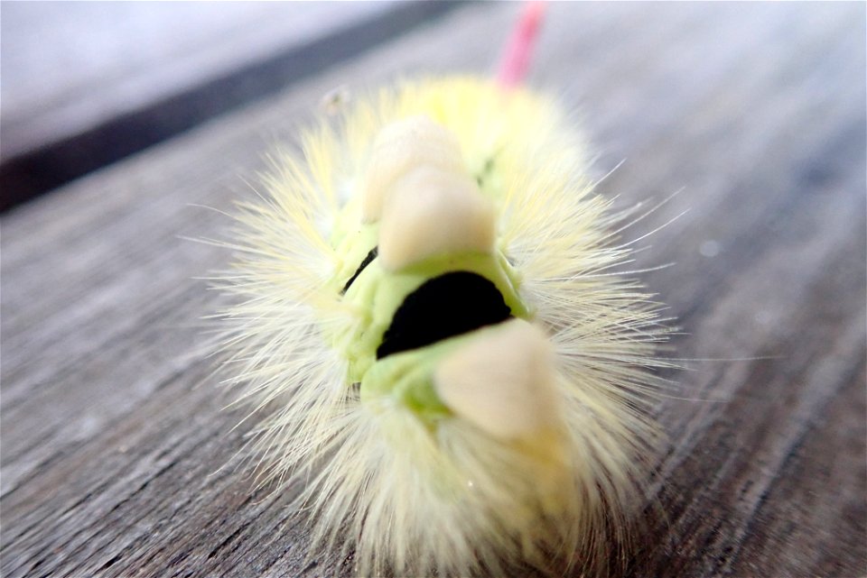 De rups van een meriansborstel