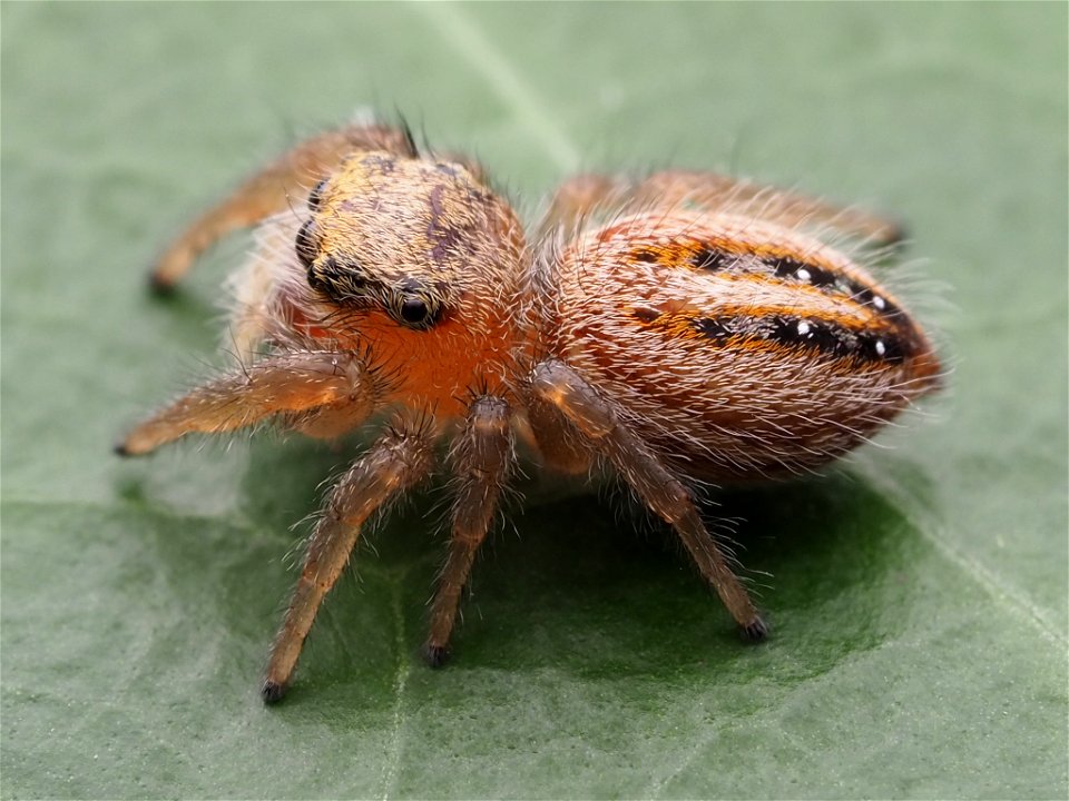 Immature female Phidippus pius jumping spider photo