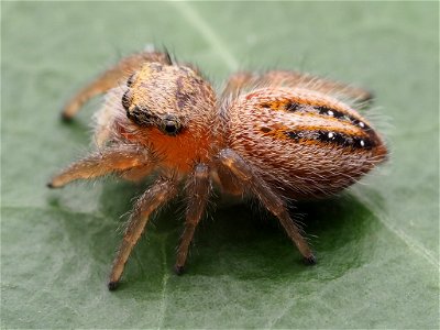 Immature female Phidippus pius jumping spider