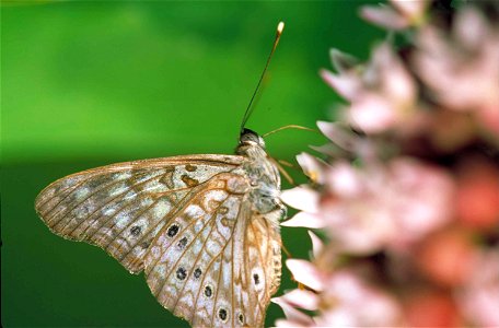 Image title: Hackberry butterfly insect asterocampa celtis Image from Public domain images website, http://www.public-domain-image.com/full-image/fauna-animals-public-domain-images-pictures/insects-an photo