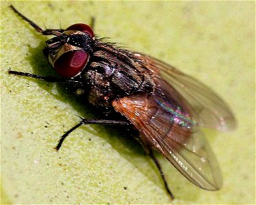 Image title: Fly insect musca domestica Image from Public domain images website, http://www.public-domain-image.com/full-image/fauna-animals-public-domain-images-pictures/insects-and-bugs-public-domai photo