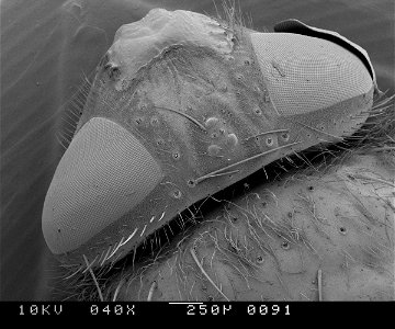Scan taken of a house fly under a scanning electron microscope.