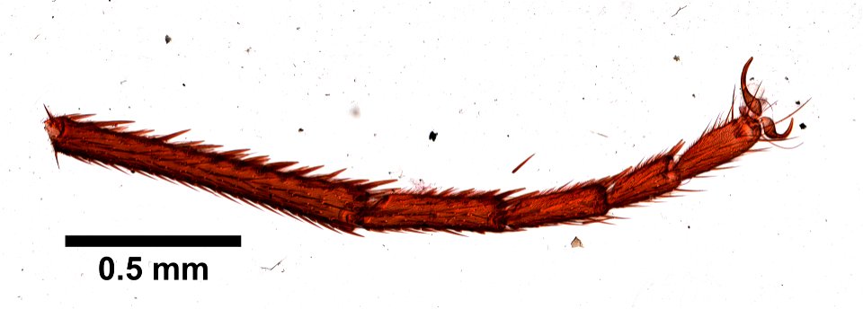 PRESERVED_SPECIMEN; ; LARVA; microslide; ; IZ number 99581; lot count 1; Microslide 01, balsam, whole mount; larva;