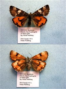 SWEDEN.  Stockholm, Frescati, parking lot behind department,  PRS 2005, Sys Bio 2008,  Phylogenomics, Lepidoptera,  <a href="http://nymphalidae.utu.fi/story.php?code=NW107-1" rel="nofollow">see 