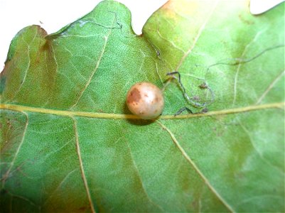 Red-pea gall (Cynips divisa) on Pedunculate Oak (Quercus robur) photo