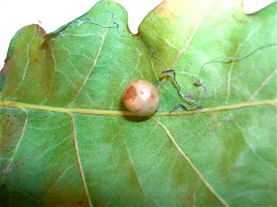 Red-pea gall (Cynips divisa) on Pedunculate Oak (Quercus robur)