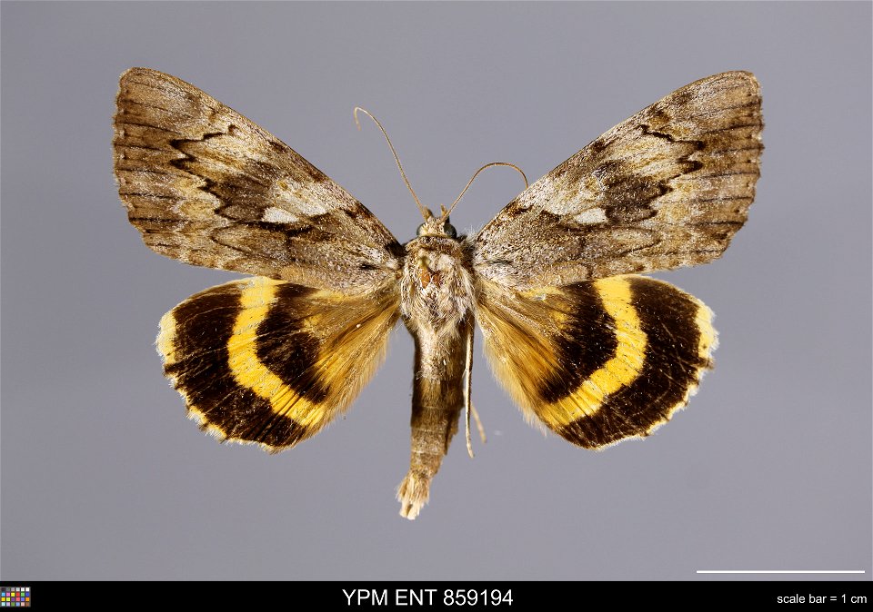 Yale Peabody Museum, Entomology Division Catalog #: YPM ENT 859194 Taxon: Catocala cerogama Guenee (dorsal) Family: Erebidae Taxon Remarks: Animals and Plants: Invertebrates - Insects Collector: Dale photo