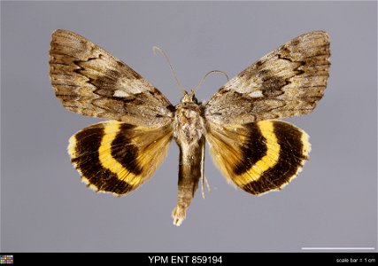 Yale Peabody Museum, Entomology Division Catalog #: YPM ENT 859194 Taxon: Catocala cerogama Guenee (dorsal) Family: Erebidae Taxon Remarks: Animals and Plants: Invertebrates - Insects Collector: Dale photo