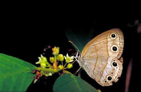 Image title: Little wood satyr tan beige and white butterfly megisto cymela Image from Public domain images website, http://www.public-domain-image.com/full-image/fauna-animals-public-domain-images-pi photo