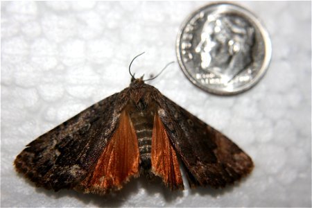 Copper Underwing, Amphipyra pyramidoides caught in Portage, MI. photo