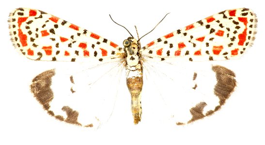 Yale Peabody Museum, Entomology Division Catalog #: YPM ENT 815235 Taxon: Utetheisa ornatrix (L.) Family: Erebidae Taxon Remarks: Animals and Plants: Invertebrates - Insects Collector: Jorge Kesselrin photo