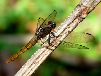 Orthetrum pruinosum, Crimson-tailed Marsh Hawk, is a species of dragonfly in the Libellulidae family. The males have a deep red abdomen and a powder (or pruinose) blue thorax and basal segments of the photo