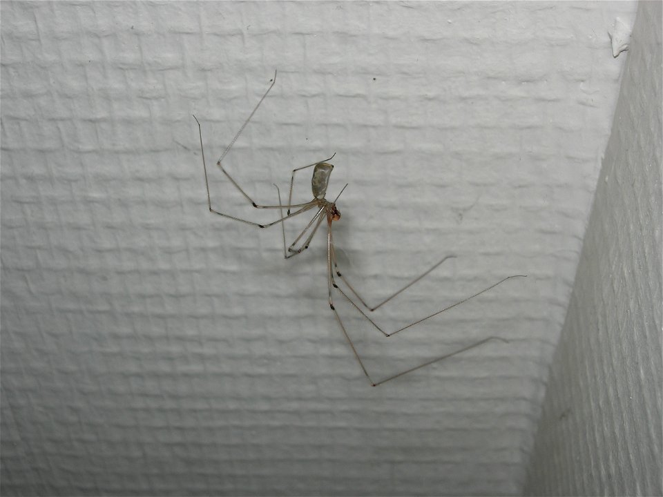 Araignée sur un mur Pholcus phalangioides