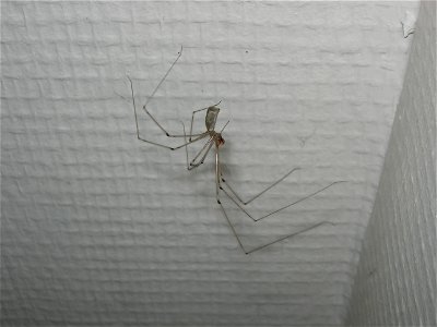 Araignée sur un mur Pholcus phalangioides