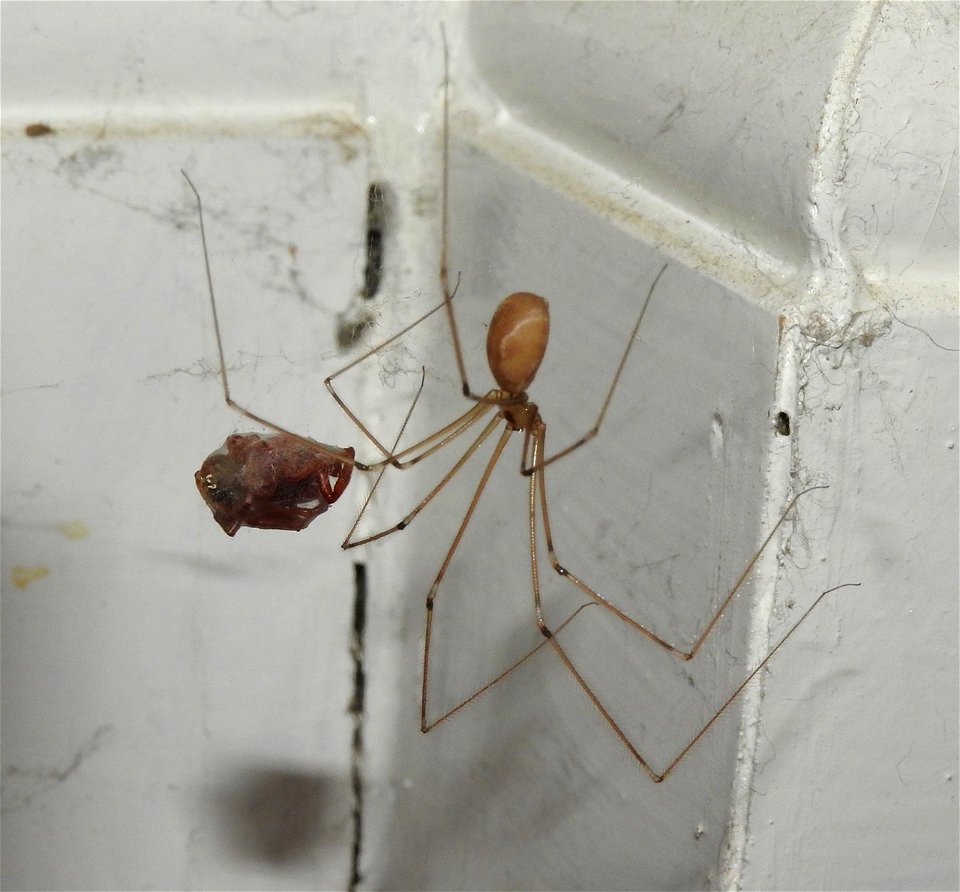 Pholcus phalangioides and lunch