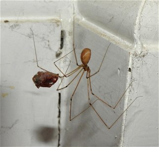 Pholcus phalangioides and lunch