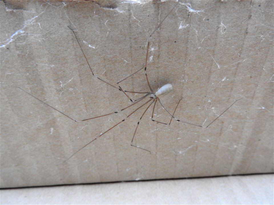 Pholcus phalangioides