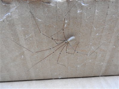 Pholcus phalangioides