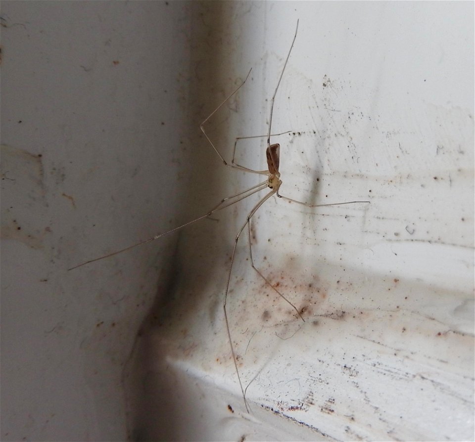 Pholcus phalangioides