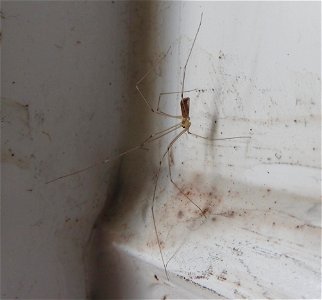Pholcus phalangioides