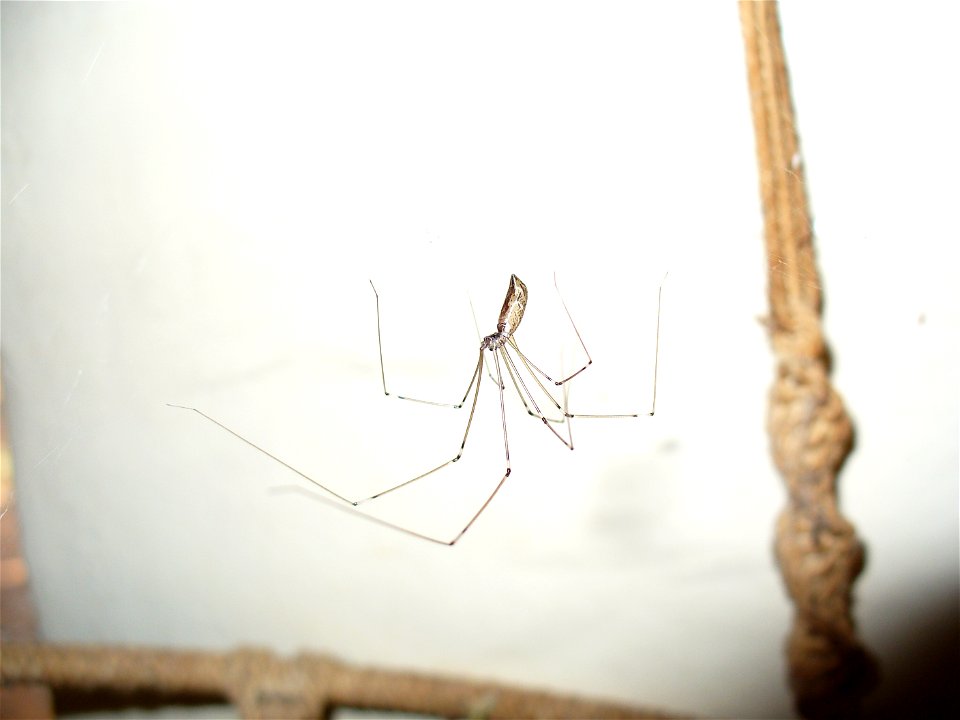 I am the originator of this photo. I hold the copyright. I release it to the public domain. This photo depicts a spider.