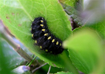 Caterpillar of Zygaena exulans; Furka Switzerland