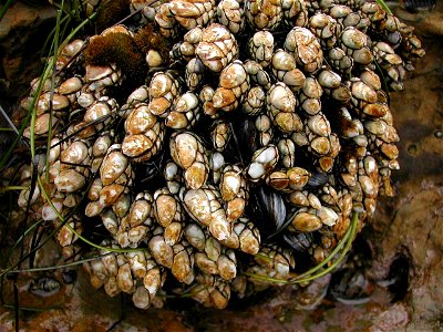 Gooseneck Barnacles (Pollicipes polymerus) photo