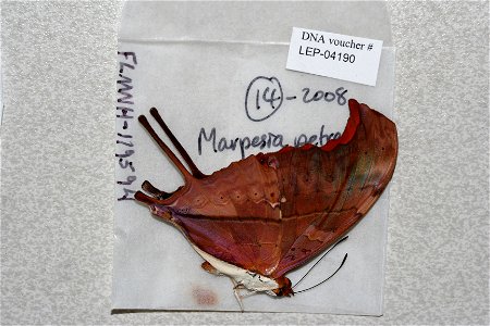 ECUADOR.  Loja, Reserva Jorupe, W MacarÃ¡, western slope,    <a href="http://nymphalidae.utu.fi/story.php?code=LEP-04190" rel="nofollow">see in our database</a>