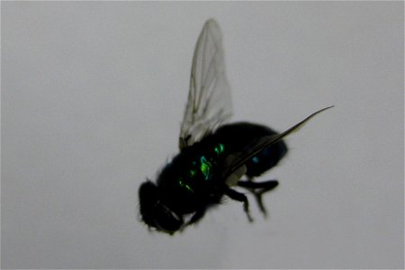 The species Lucilia cuprina, formerly named Phaenicia cuprina, is more commonly known as the Australian Sheep Blowfly. photo