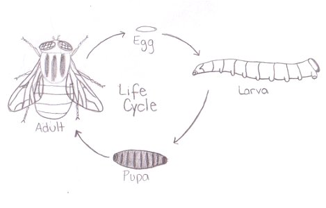 life cycle photo