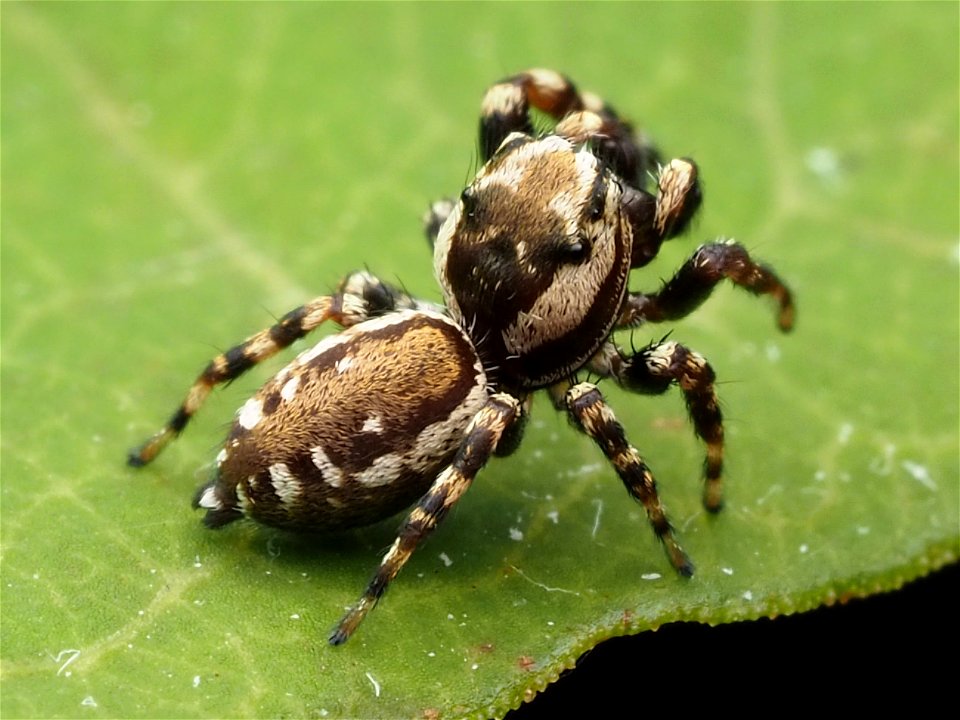 Adult male Peppered Jumping Spider (Pelegrina galathea)