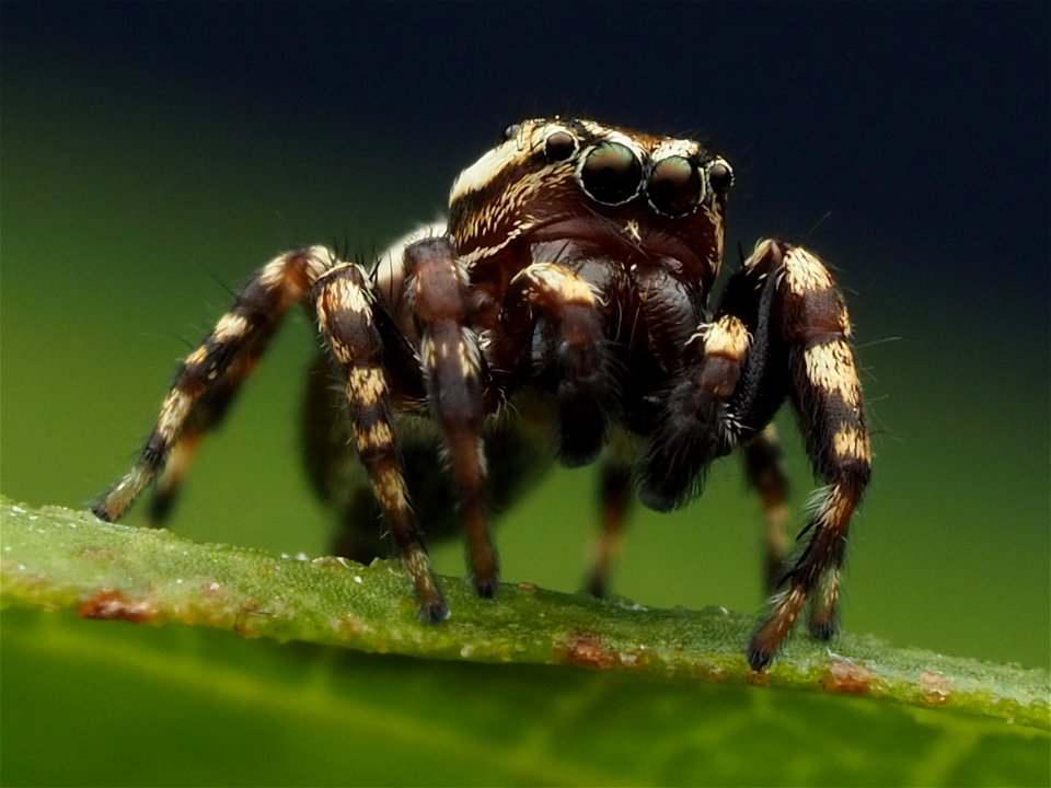 Adult male Peppered Jumping Spider (Pelegrina galathea)