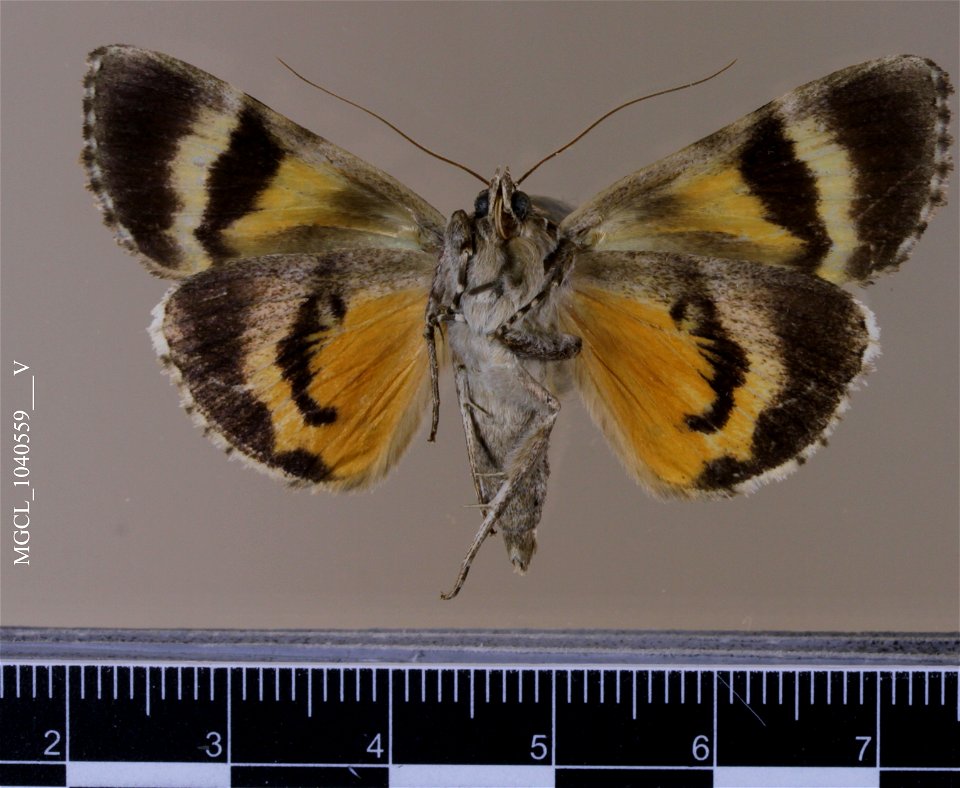 Florida Museum of Natural History, McGuire Center for Lepidoptera and Biodiversity
Catalog #: MGCL_1040559
Taxon: Catocala amestris Strecker, 1874 (ventral)
Family: Erebidae

Locality: United States, 