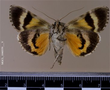 Florida Museum of Natural History, McGuire Center for Lepidoptera and Biodiversity Catalog #: MGCL_1040559 Taxon: Catocala amestris Strecker, 1874 (ventral) Family: Erebidae Locality: United States, photo