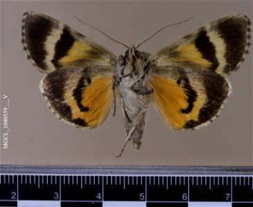 Florida Museum of Natural History, McGuire Center for Lepidoptera and Biodiversity
Catalog #: MGCL_1040559
Taxon: Catocala amestris Strecker, 1874 (ventral)
Family: Erebidae

Locality: United States, 