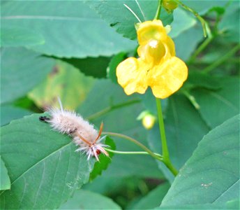 Sycamore Tussock Moth Caterpillar on Pale Jewel Weed photo