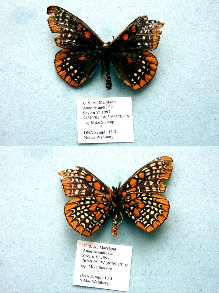 UNITED STATES OF AMERICA.  Severn, Anne Arundle Co., MD,  Cladistics 2000, AnnEntSocAm 2000, BJLS 2005, MPE 2007, BJLS 2009, PRS 2009,  Exemplar,  <a href="http://nymphalidae.utu.fi/story.php?code=