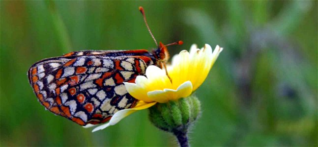 Image title: Bay checkerspot butterfly lepidoptera nymphalidae Image from Public domain images website, http://www.public-domain-image.com/full-image/fauna-animals-public-domain-images-pictures/insect photo