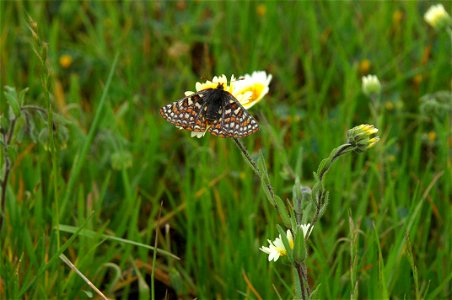 Image title: Euphydryas editha butterfly on flower Image from Public domain images website, http://www.public-domain-image.com/full-image/fauna-animals-public-domain-images-pictures/insects-and-bugs-p photo