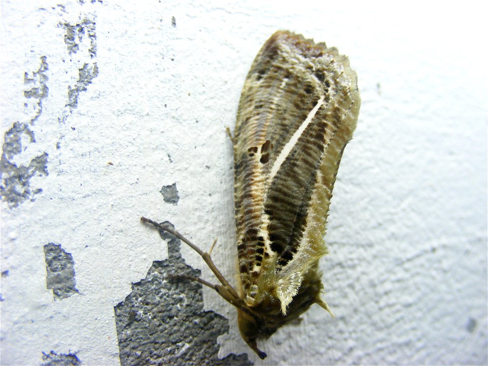 Eudocima materna, Noctuidae